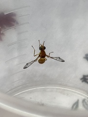 Zeugodacus cucurbitae