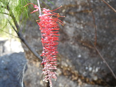 Grevillea dryandri