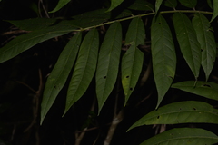 Dysoxylum rufum