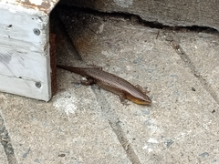 Eutropis multifasciata