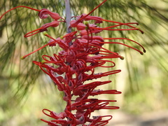 Grevillea dryandri