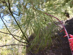 Grevillea dryandri