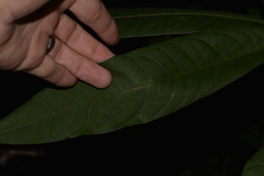 Dysoxylum rufum