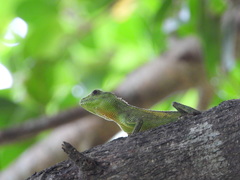 Diploderma polygonatum polygonatum