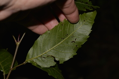 Alectryon subcinereus