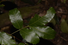 Alectryon subcinereus