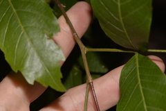 Alectryon subcinereus