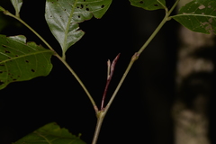 Alectryon subcinereus