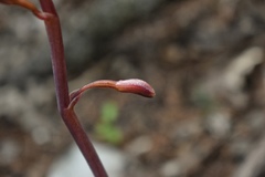 Bletia nitida