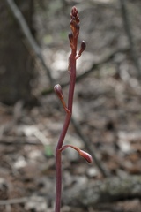 Bletia nitida
