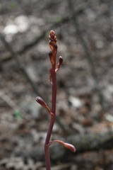 Bletia nitida