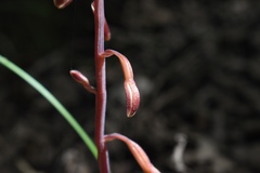 Bletia nitida