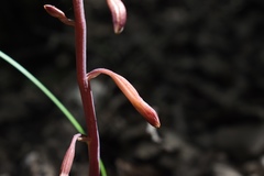 Bletia nitida