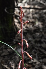Bletia nitida