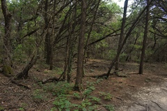 Bletia nitida