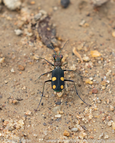 Cicindela bicolor Fabricius, 1781
