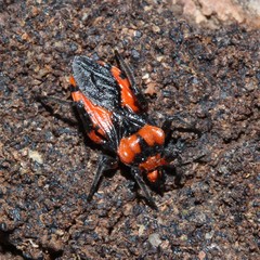 Tegea atropicta