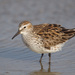 White-rumped Sandpiper - Photo (c) Greg Lasley, some rights reserved (CC BY-NC), uploaded by Greg Lasley