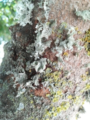 Ramalina canariensis