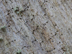 Chaenotheca brunneola image