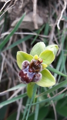 Ophrys bombyliflora