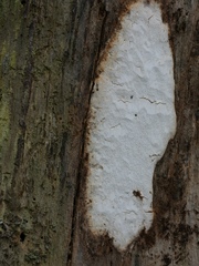 Neoantrodia serrata image