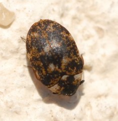 Anthrenus museorum