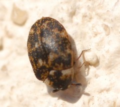 Anthrenus museorum