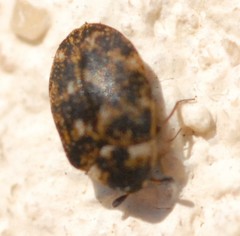 Anthrenus museorum