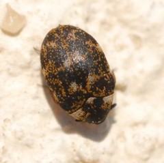 Anthrenus museorum