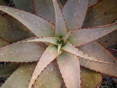 Aloe microstigma