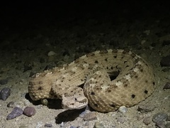 Crotalus cerastes cercobombus