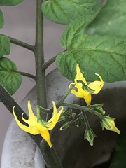 Solanum lycopersicum