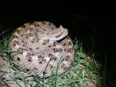 Crotalus cerastes cercobombus
