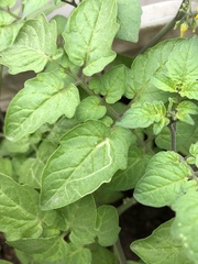 Solanum lycopersicum