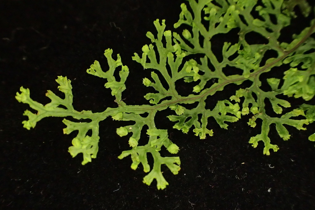 Hymenophyllum fimbriatum (Hymenophyllum fimbriatum)