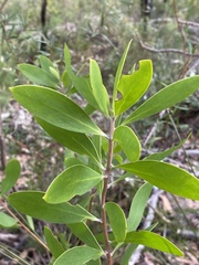 Persoonia levis