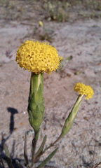 Podotheca gnaphalioides