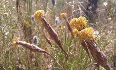 Podotheca gnaphalioides