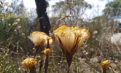 Podotheca gnaphalioides