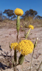Podotheca gnaphalioides