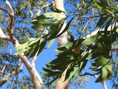 Grevillea heliosperma