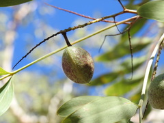 Grevillea heliosperma