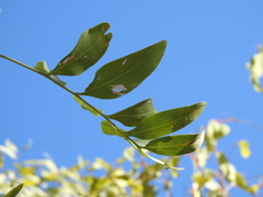 Grevillea heliosperma