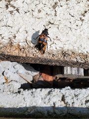 Nicrophorus investigator