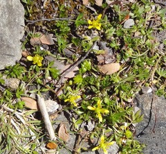 Ranunculus glabrifolius