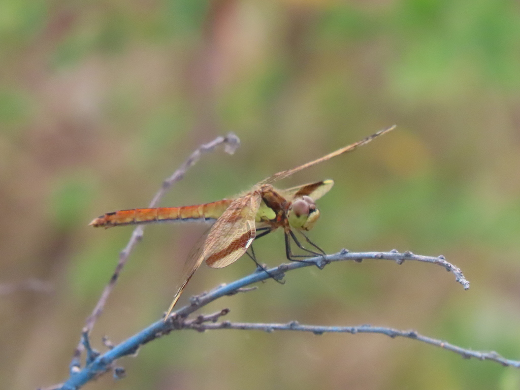 Banded Darter from Каслинский р-н, Челябинская обл., Россия on July 18 ...
