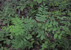 Amorpha ouachitensis