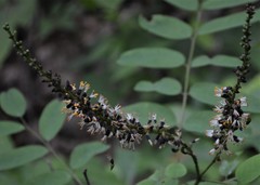 Amorpha ouachitensis