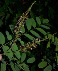 Amorpha ouachitensis